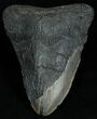 Bargain Inch Megalodon Tooth #2337-1